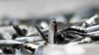 Kastamonu'da gemilerden oluk oluk hamsi aktı