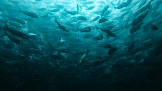 Balıkçılığın bilimle buluşması: Kültür balıkçılığı