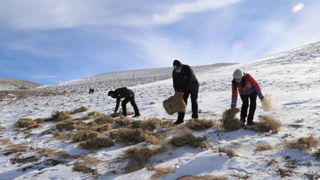 Karabükte yaban hayvanları için doğaya yem bırakıldı