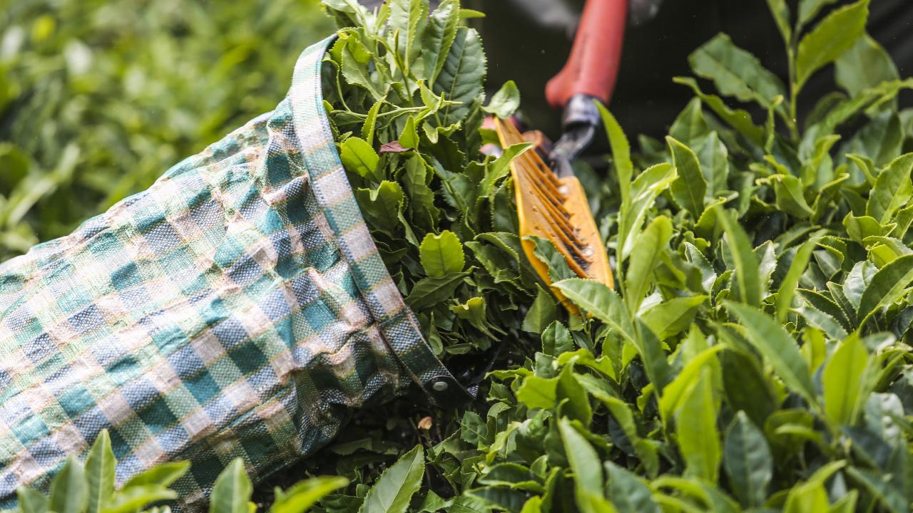 "Çay, Belçika`da depolanarak tüm Avrupa`ya dağıtılıyor"