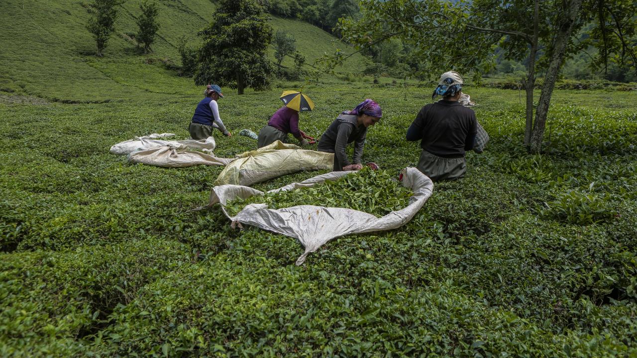 Geçen yıl çay ihracatı yapılmayan ülkelere de çay satıldı