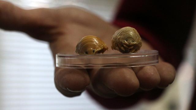 Parazitler balık ölümlerine neden oluyor