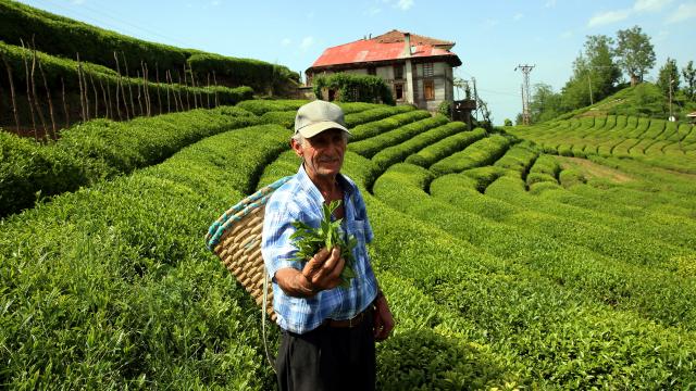 Rize çay ihracatından 4 ayda 2,8 milyon dolar kazandı