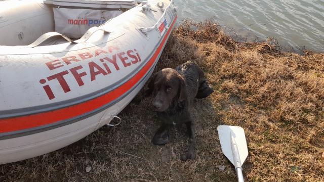 Kelkit Çayındaki adacıkta mahsur kalan köpeği itfaiye kurtardı