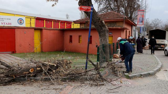 Kuvvetli rüzgara dayanamayan ağaç devrildi