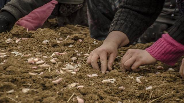 Kuraklık korkuttu, Taşköprü sarımsağının ekimi erken başladı