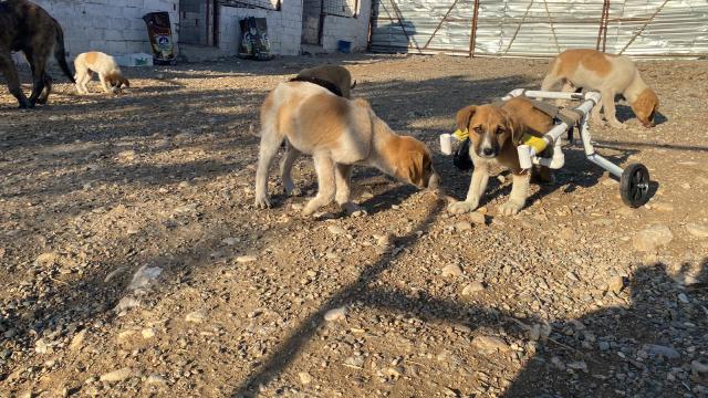 Felçli köpeği "su borusundan yürüteç" ile hayata bağladı