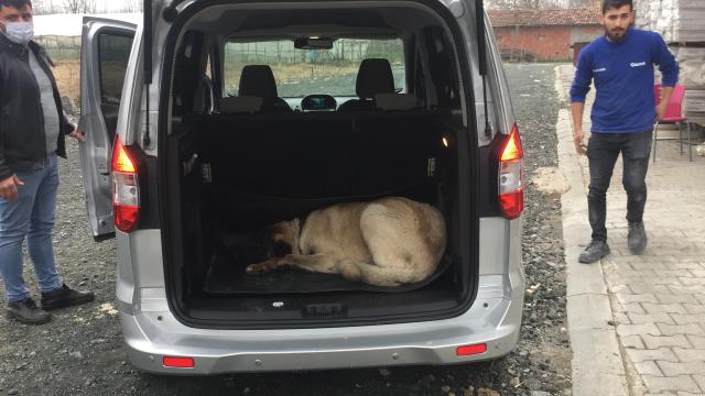 Yulaf tarlasına giren komşusunun köpeğini tüfekle yaraladı