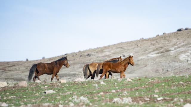 Tuncelinin dağ köylerindeki yılkı atları