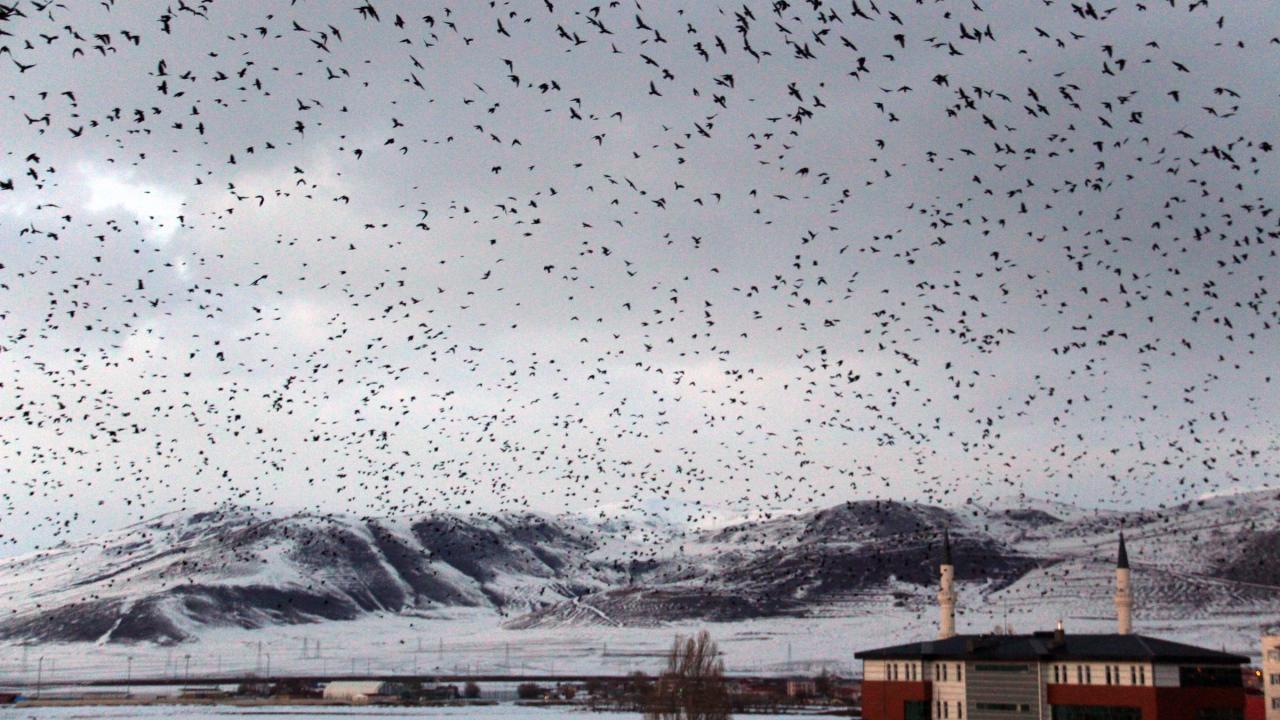Ünlü yönetmen Alfred Hitchcock`un `Kuşlar` isimli gerilim filmi, Ardahan`da gerçek oldu. 