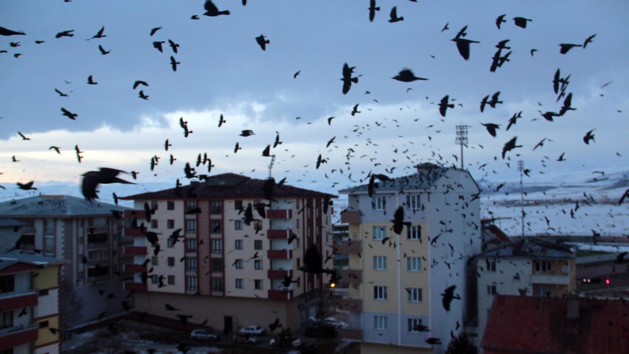 Filmin çekiminin yapıldığı Pasifik kıyısındaki Bodega kasabası gibi Ardahan da kargaların istilasına uğradı. 