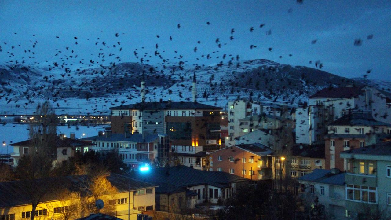 Ağaçların ve binaların tepesi ise kuşlardan görülmez hale geliyor. 