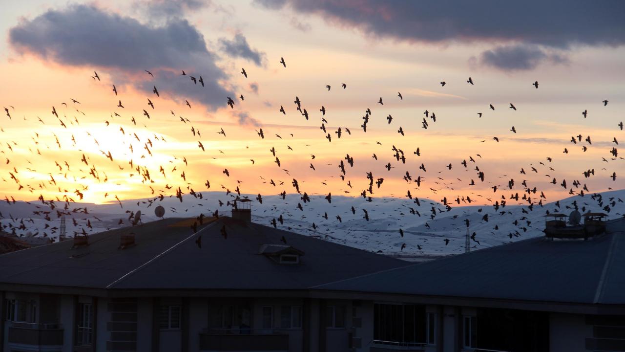 Güneşin battığı anlarda ortaya çıkan binlerce karganın birlikte uçtuğu anlar, ilginç görüntüler oluşturuyor.