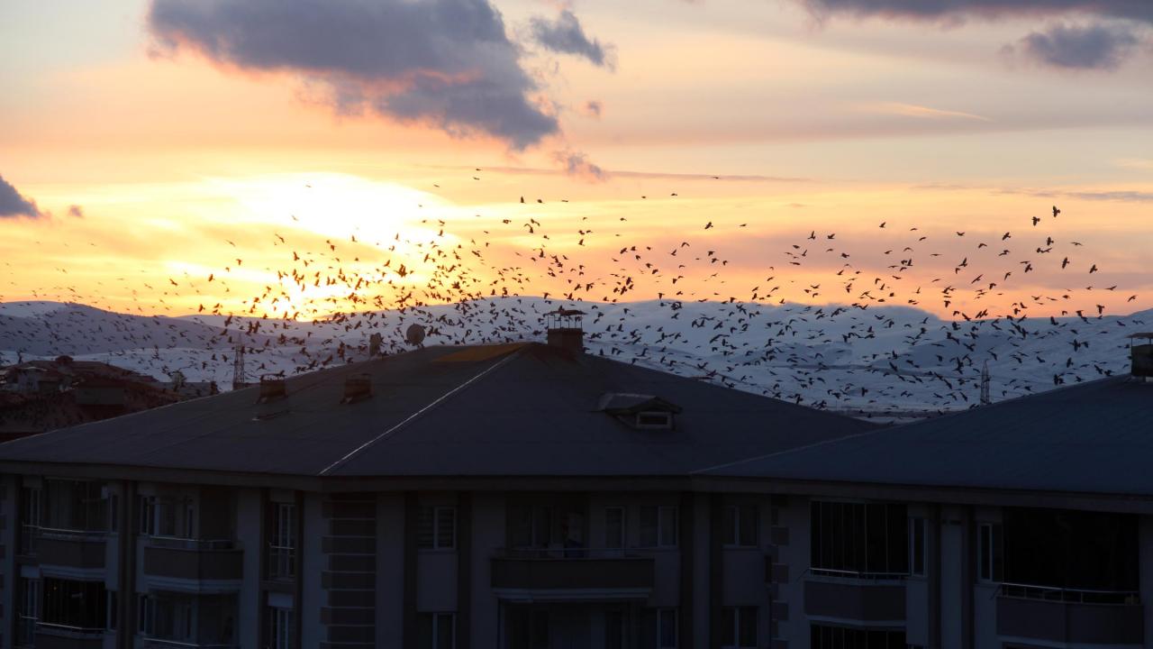 Kentte yaşayanlar, karga istilasından endişe duyduklarını, çıkardıkları sesten de rahatsız olduklarını dile getirdi.