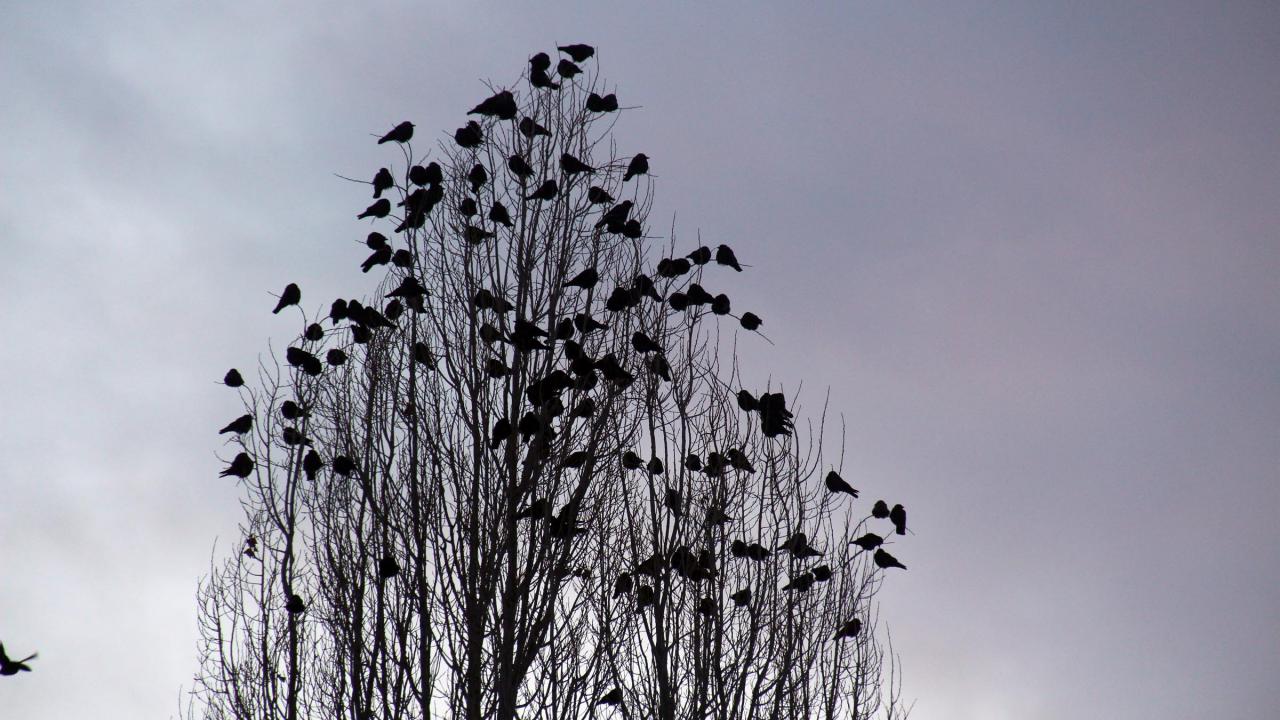 Toplu halde gökyüzünde uzun süre uçan kargalardan bir kısmı, havanın kararması ile binaların çatısında tünerken, bir kısmı da çevredeki ağaçlara konuyor. 