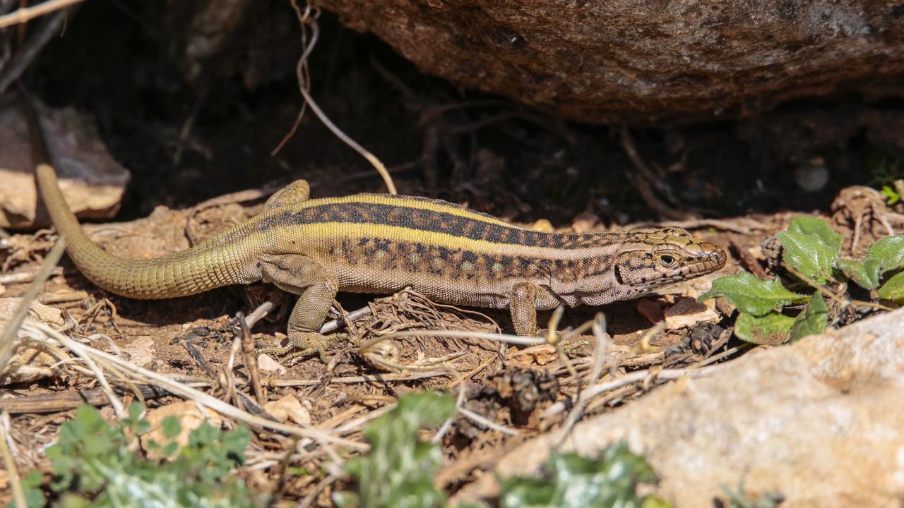 "Sürüngenlerin türleri olumsuz etkileniyor"