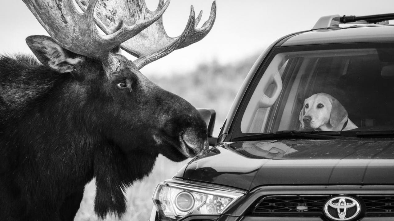 © Guillermo Esteves