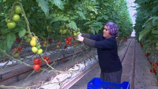 Adana'da topraksız tarımla daha fazla verim alınıyor