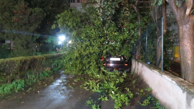 İstanbulda ağaç otomobilin üstüne devrildi