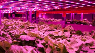 Alternatif tarım modeli: Akuaponik