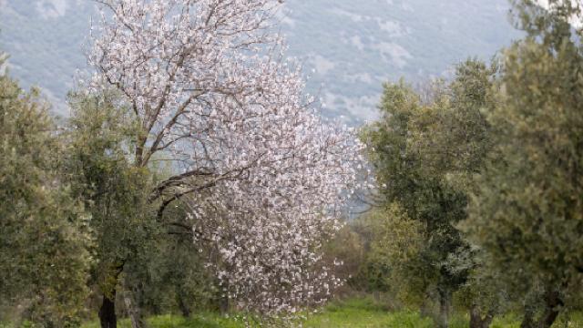 Badem ağaçları çiçeklendi
