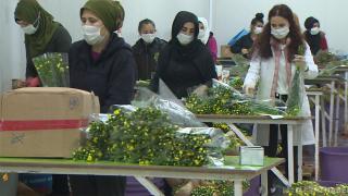 Çiçekçilerde yoğun mesai: 22 ülkeye 70 milyon dal çiçek gönderildi