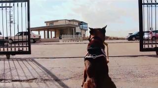 Emniyet'in görev köpeği mamasını sokakta kalan dostuyla paylaştı