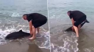 Sahile vuran yunus kurtarıldı