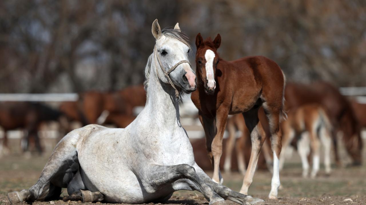 "Taylar ideal bakım koşullarında dünyaya geliyor"