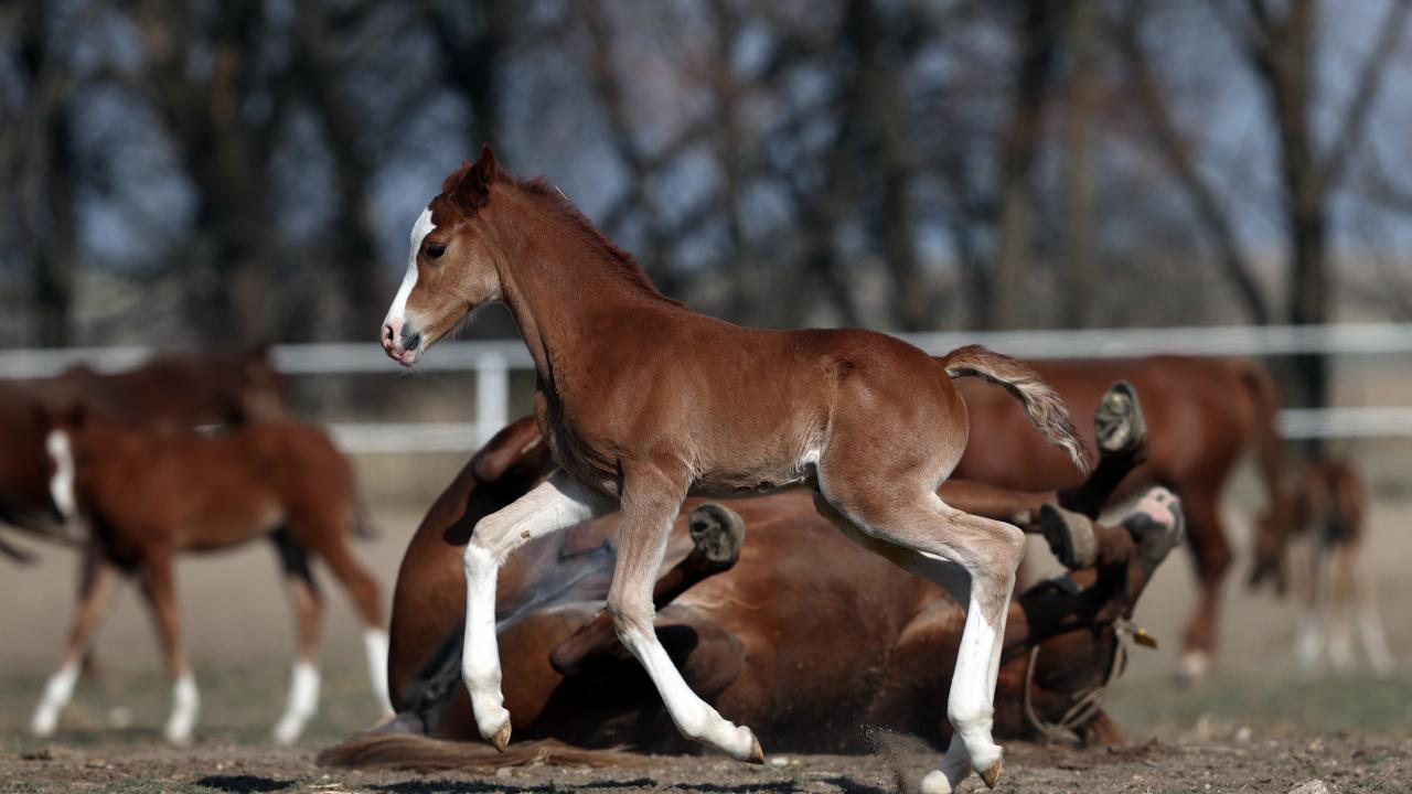 TİGEM`in Türkiye`de safkan Arap atı yetiştiriciliğinin teminatı konumunda olduğunu anlatan Kocabay, şunları kaydetti: