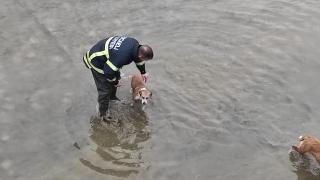 Dereye düşen köpekler kurtarıldı