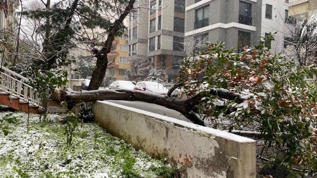 Kadıköyde otomobillerin üzerine ağaç devrildi