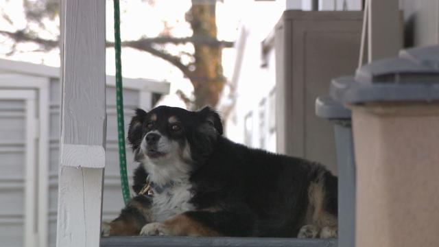 Köpeğe sahibinden 5 milyon dolar miras