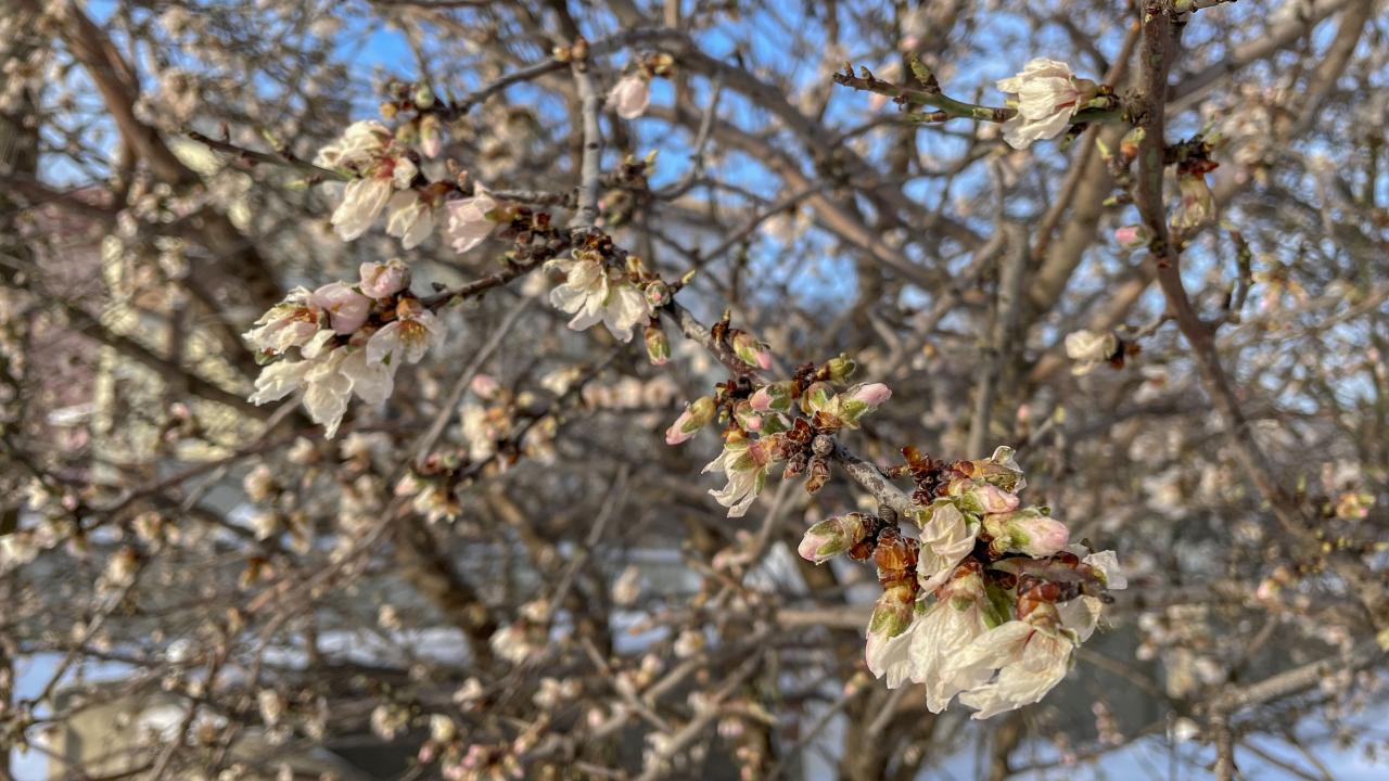 "Çiçek açan ağaçlarda zarar görülmesi ihtimali yüksek"