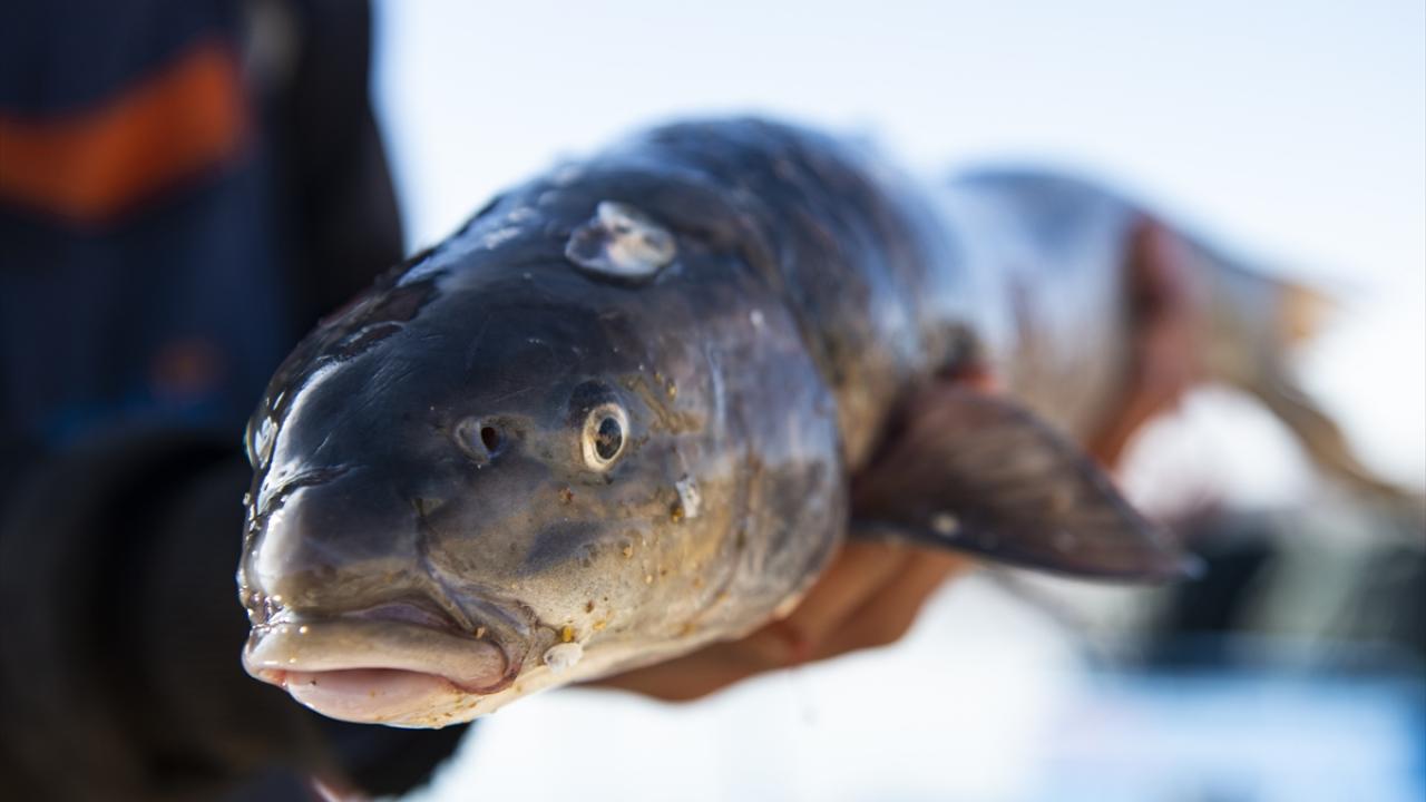 "Köy hayatı insana çok güzel şeyler katıyor, sinir ve stres yok"