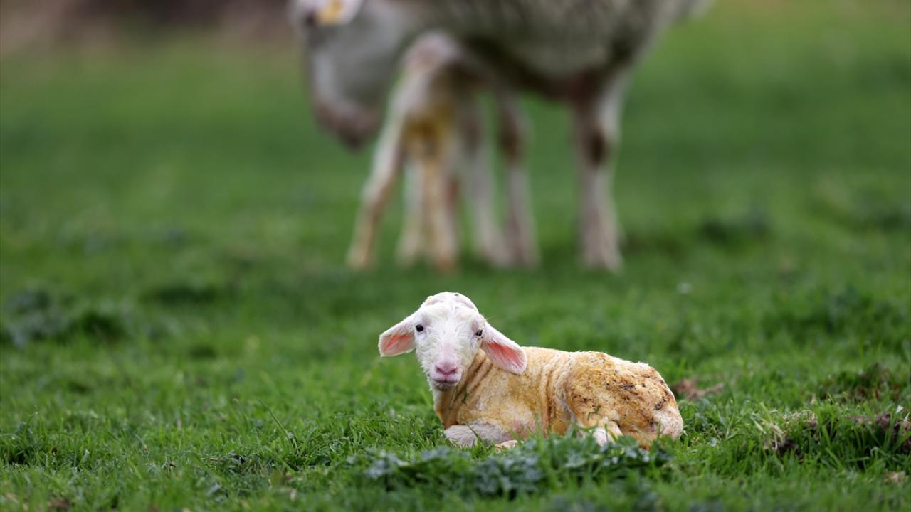 "İşletmemize yoğun talep var"