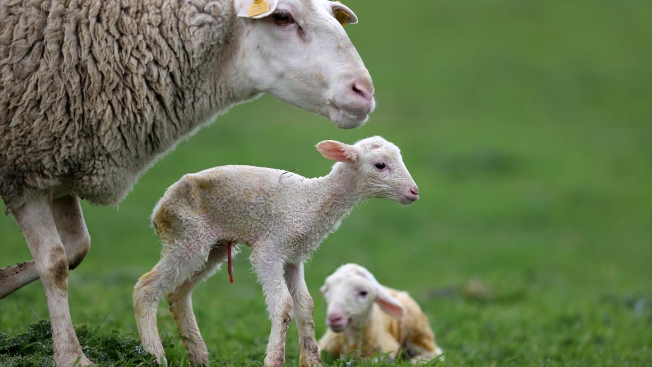 Karacabey Tarım İşletmesi