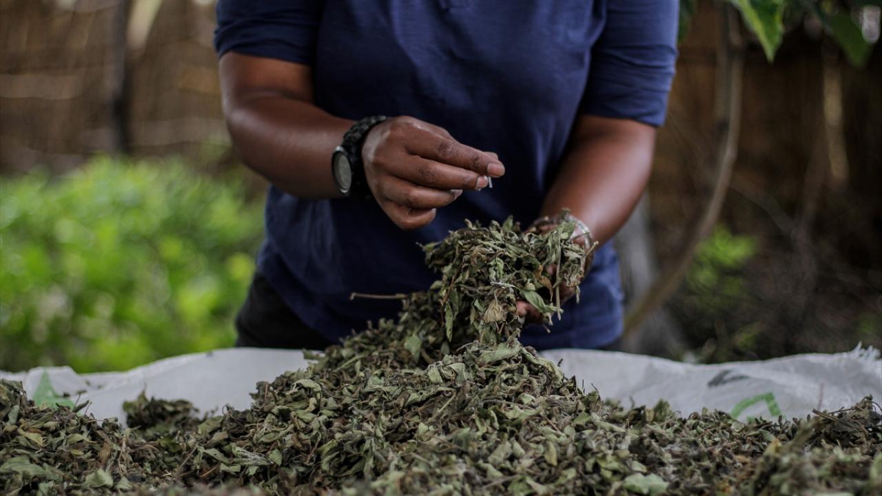 Solunuma iyi geliyor