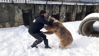 Karın keyfini çıkaran ayı bakıcısıyla güreşti