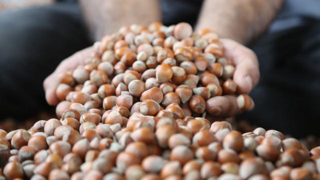 Orduda serbest piyasada fındığın kilogramı 22,5 liradan işlem görüyor