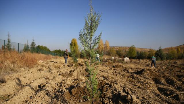 TEMA Vakfı sağlık çalışanları için hatıra ormanı oluşturdu