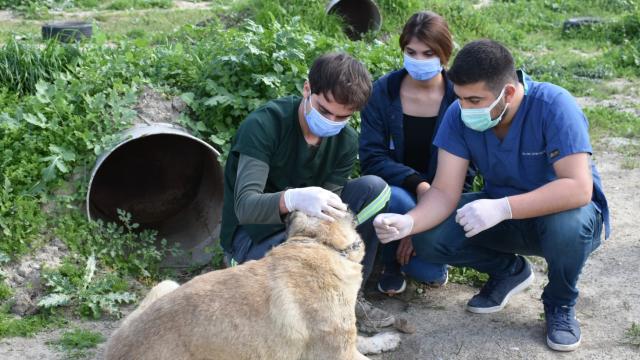 Mersinde başına tabancayla ateş edilmiş halde bulunan köpek tedaviye alındı