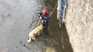 Donma tehlikesi yaşayan köpeği itfaiye ekipleri kurtardı