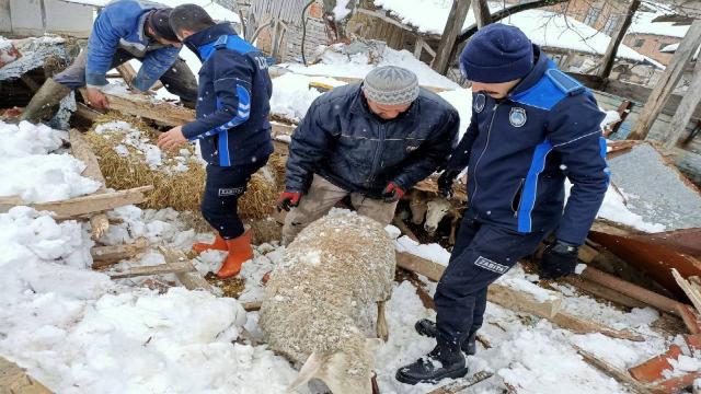 Çatısı çöken ahırdaki koyunları zabıta kurtardı