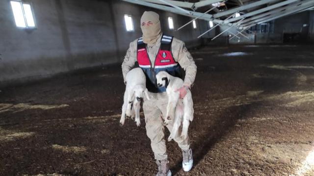 Ağıl çöktü, 700 koyunu jandarma kurtardı