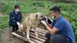 Mersin'de başına tabancayla ateş edilen köpeğin tedavisi sürüyor