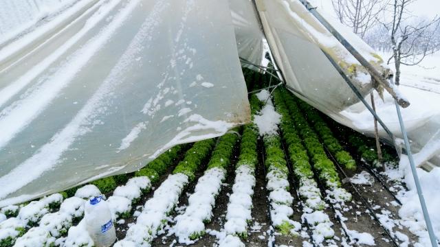 Bursadaki bazı seralar kar kütlelerinin ağırlığına dayanamayıp çöktü