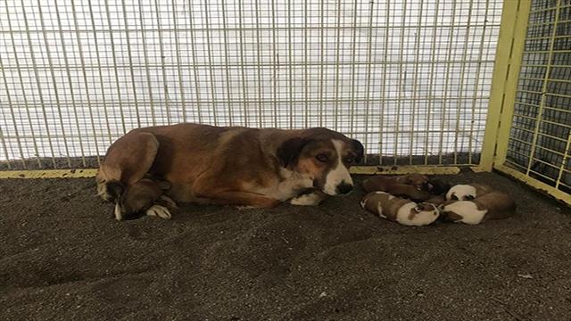 Donmak üzereyken bulunan köpek ve yavruları korumaya alındı