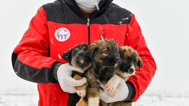 Bursada yavru köpekler donmaktan kurtarıldı