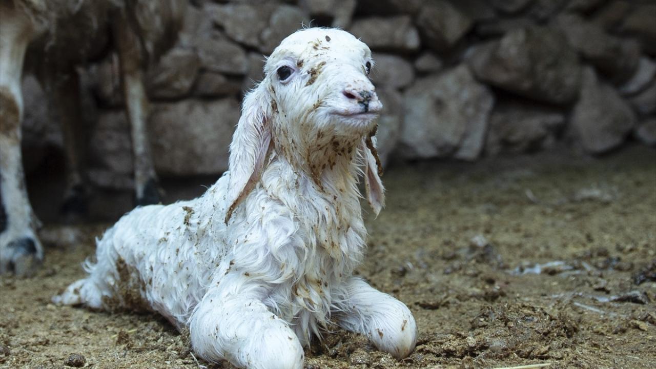 Doğan kuzular göçerlerin yüzünü güldürüyor
